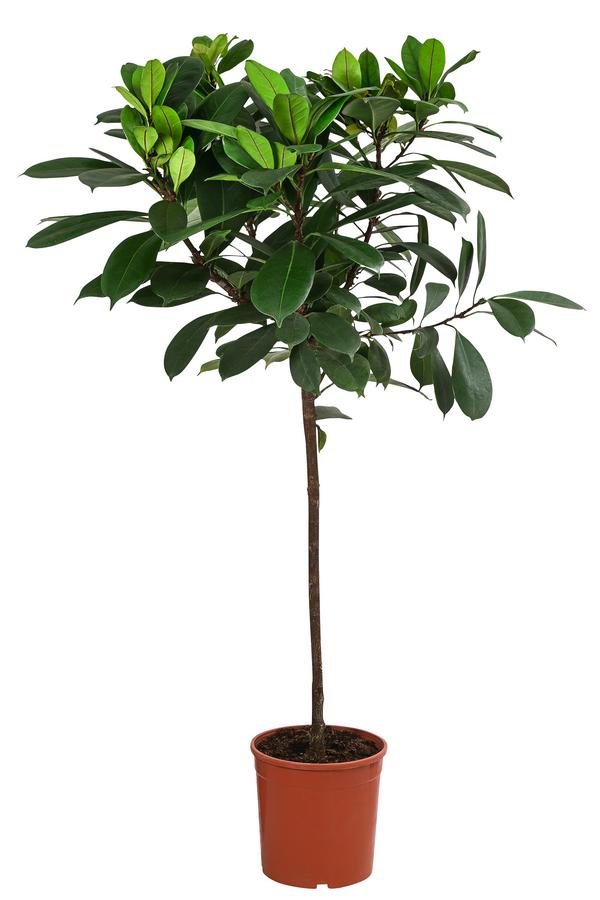 Afrikanische Feige - Ficus cyathistipula