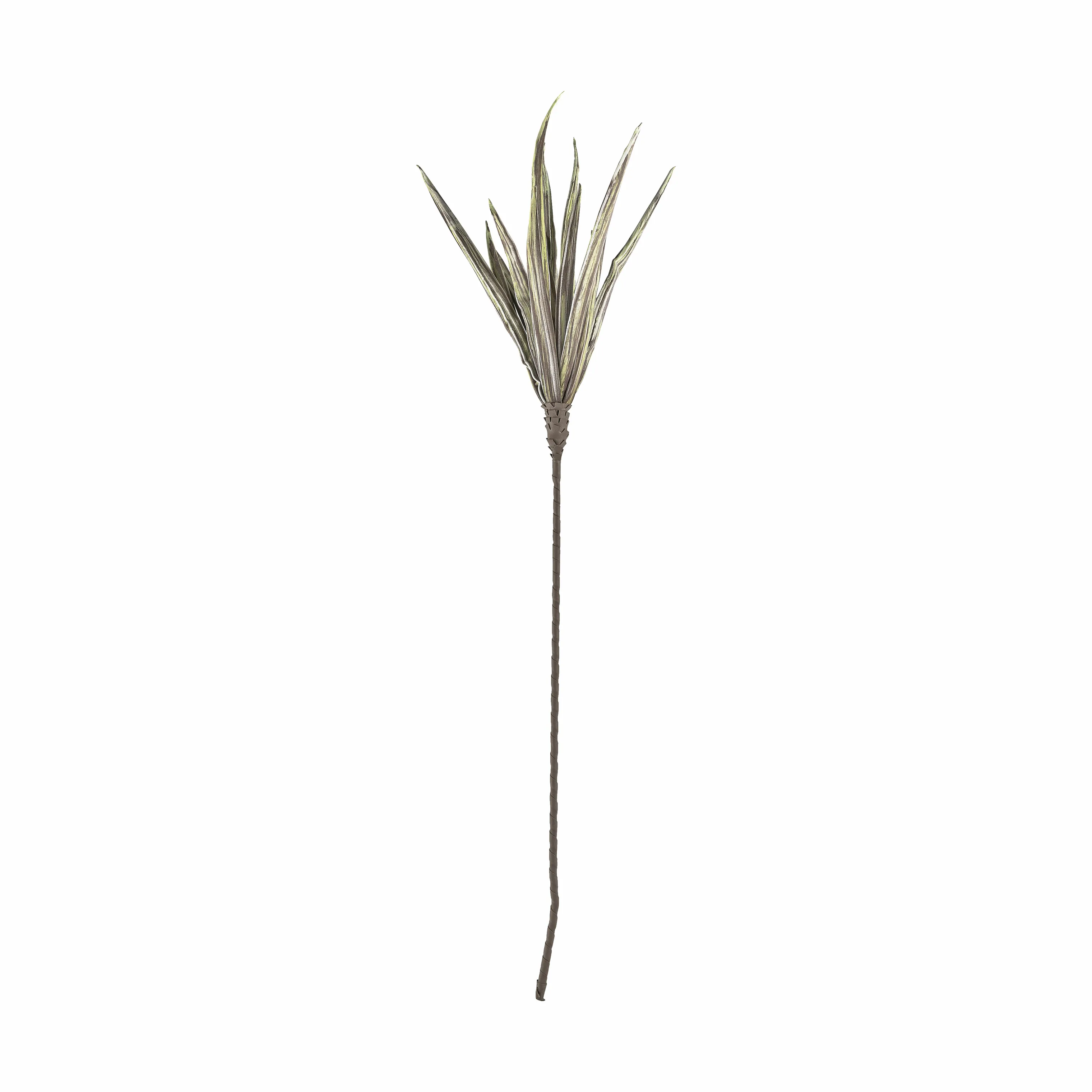 CASA Living Agave
