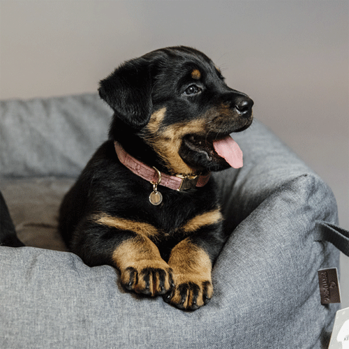 Kentucky Dogwear Velvet Hondenhalsband