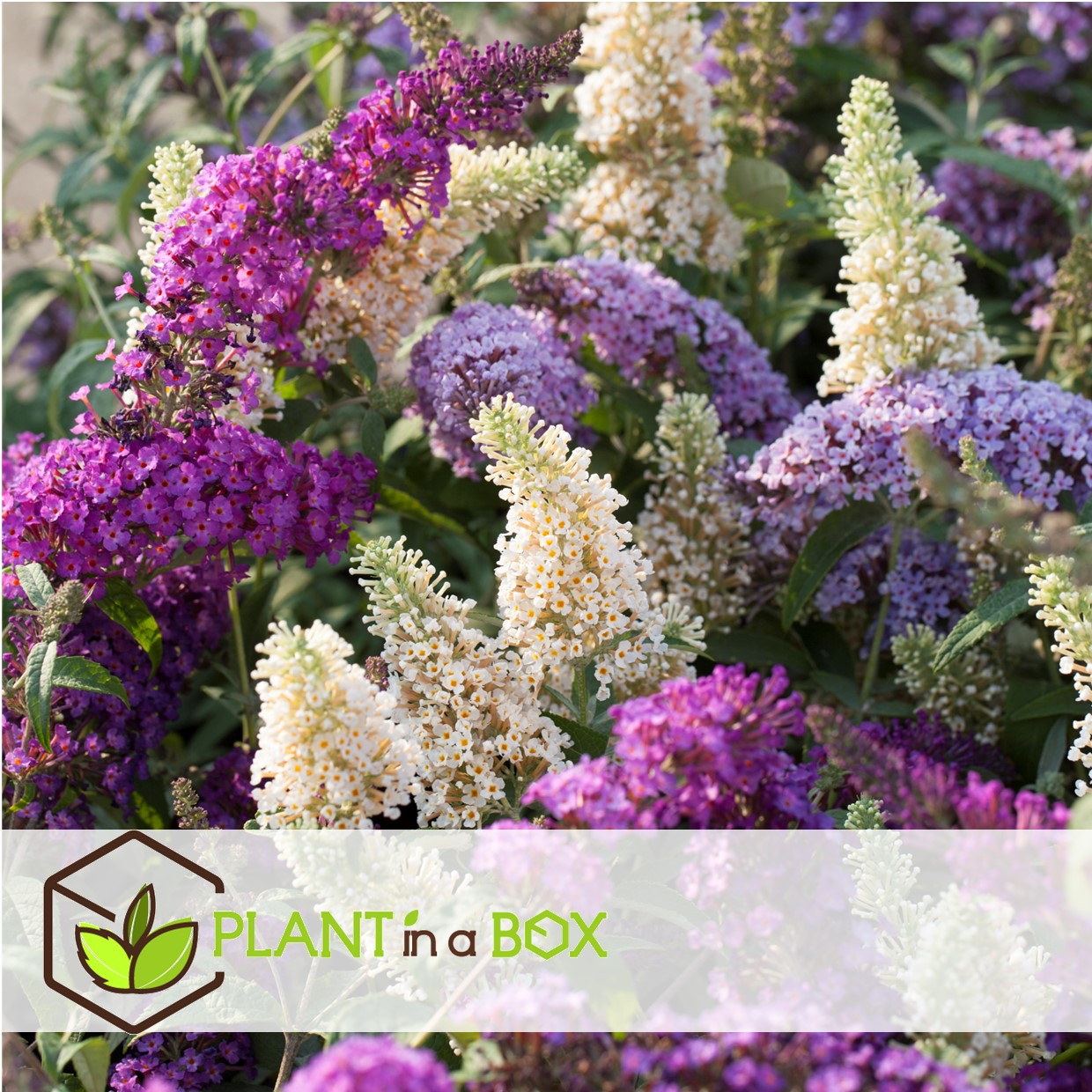 Buissons papillons - mélange de 6 - buddleja - pot 9cm - hauteur 25-40cm