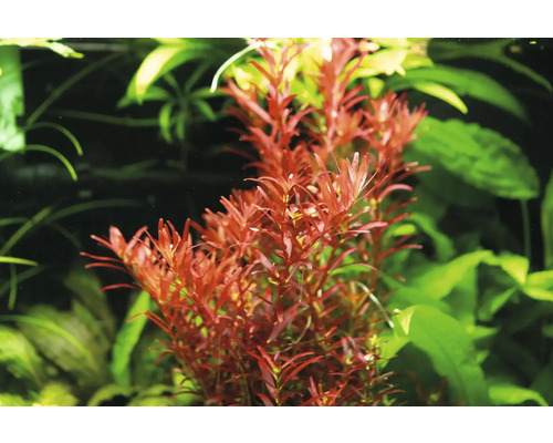 Rotala rotundifolia - Rotala rotundifolia 'Bloedrood' In Vitro