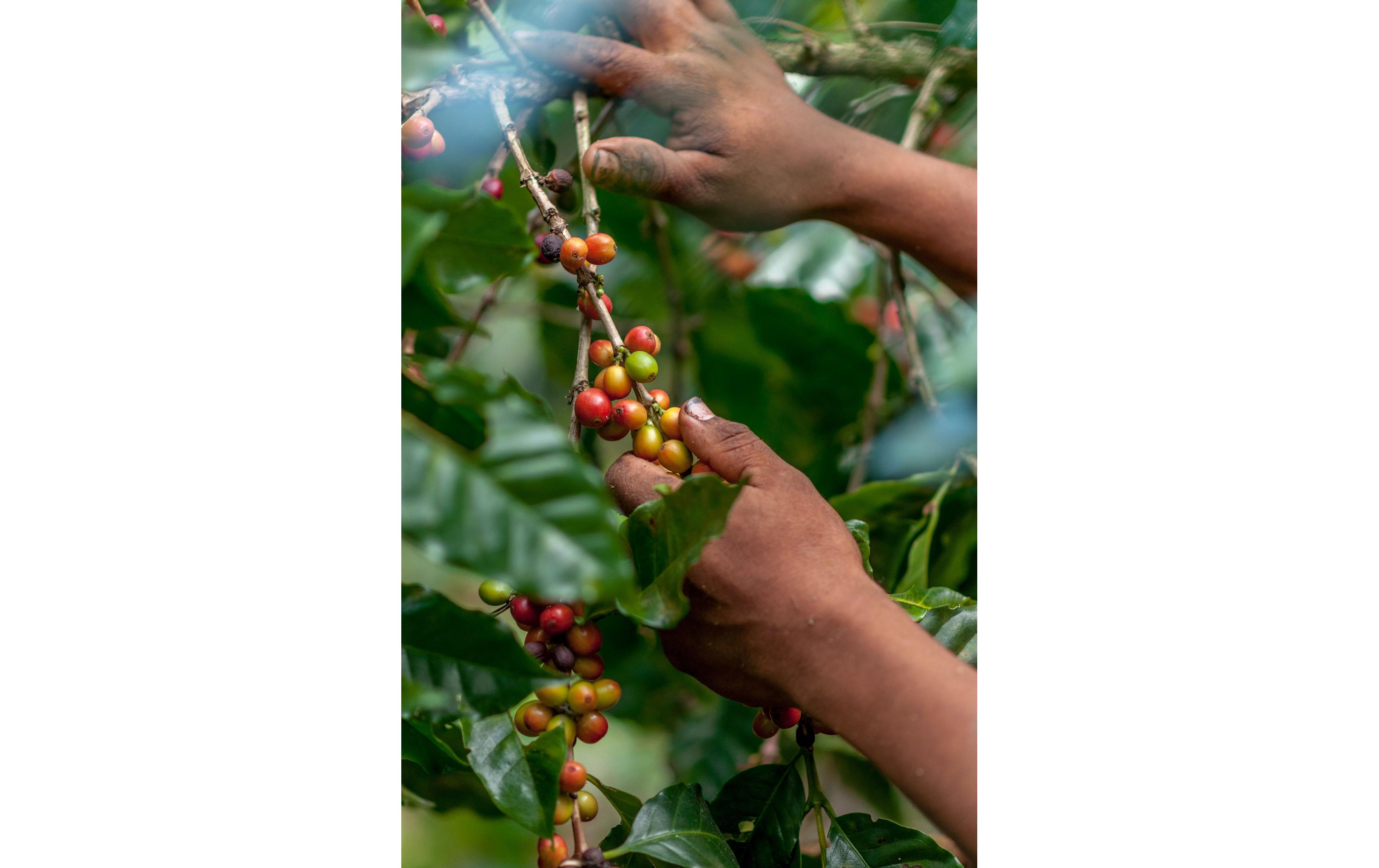 Kaffeepads E.S.E. Kapitäns Mischung 30 StückBio Papierportionen für E.S.E Kaffeemaschinen