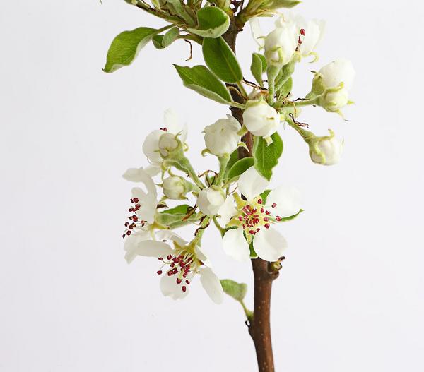 Winterbirne 'Novembra'