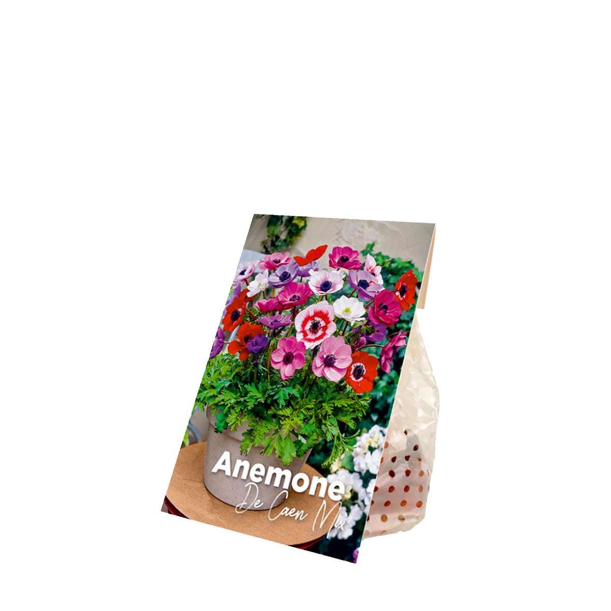 Bloomique – Mix van 50 – Anemone De Caen – Tuinanemoon – Kleurenmix – Bloembollen – Voorjaarsbloeier – Vaste planten – Wordt 20–25 cm hoog