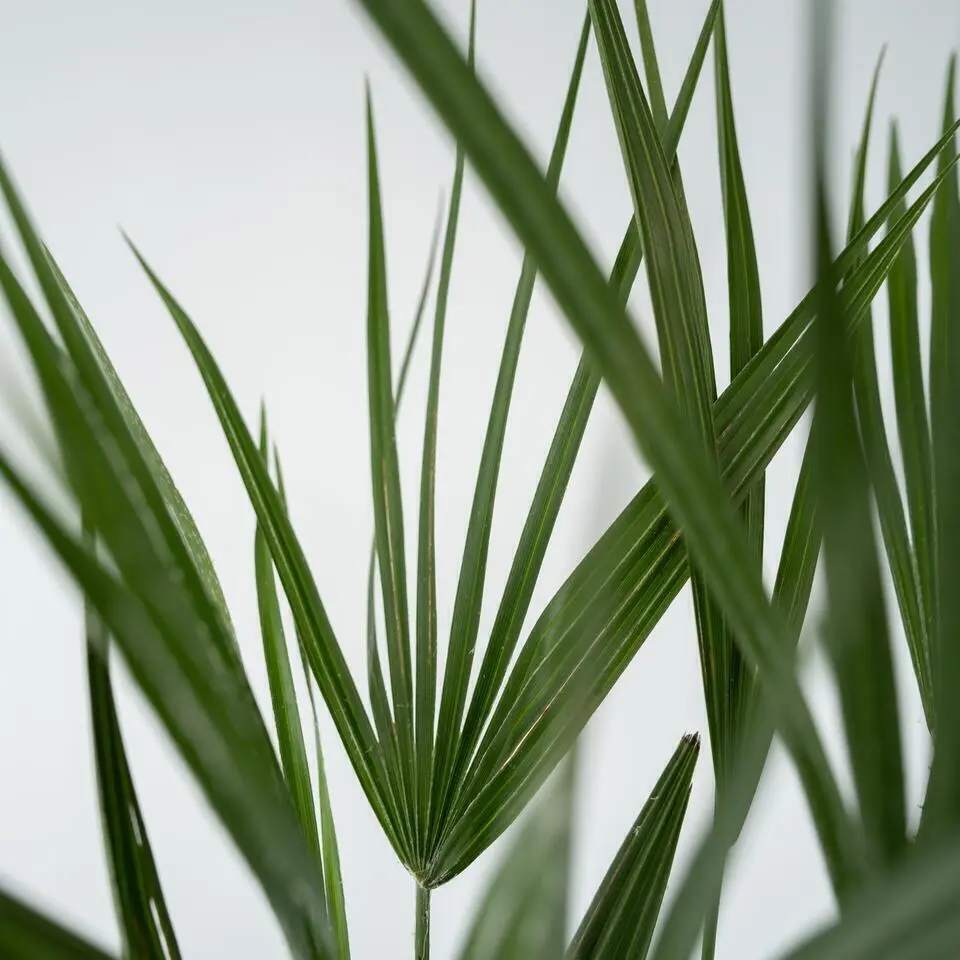 Dwergpalm - Set van 2 - Chamaerops humilis - Hoogte 50-60cm - ⌀15cm