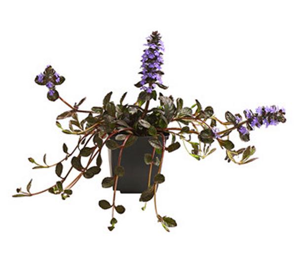 Bio Kriechender Günsel 'Atropurpurea'