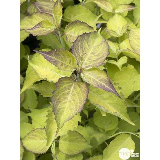 Leycesteria formosa ' Golden Lantern ' ® : ctr 5 litres