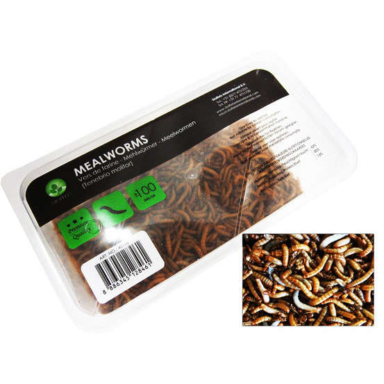 Vers de farine pour alimentation reptiles, 1 kg