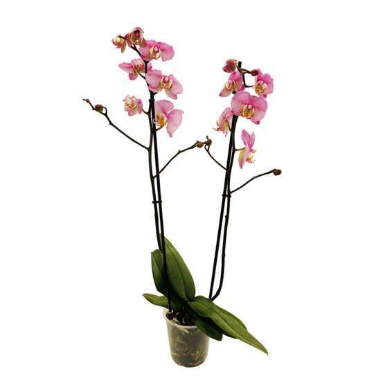 Orchidée Phalaenopsis 2 tiges - Pot Ø 12 cm