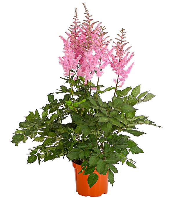 Prachtspiere, Astilbe, verschiedene Sorten