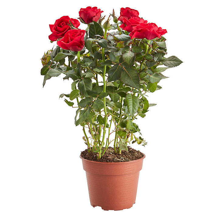 Rosier d'intérieur, assortiment, 10,5cm