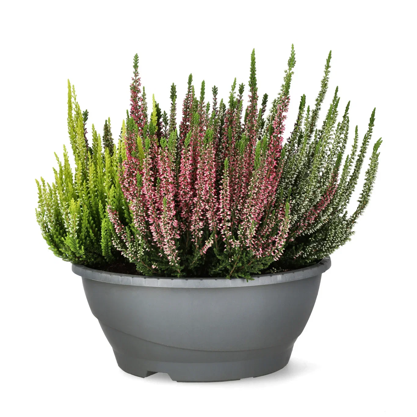 Calluna vulgaris (Beauty Ladies Series) Røsslyng i skål Ø27 cm