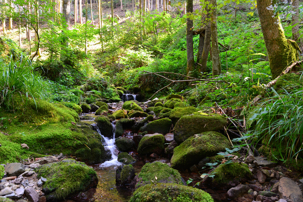 Akustikbild FLUßLAUF IM WALD 2 80x120cm, 7kg