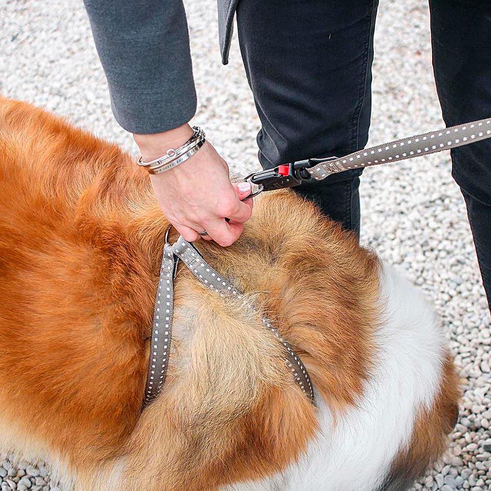 Harnais pour chiens cricket extra large, résistant, rembourré et réglable