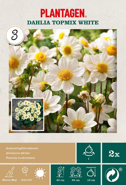 Dahlia Georgine 'Topmix White’ 2 pk