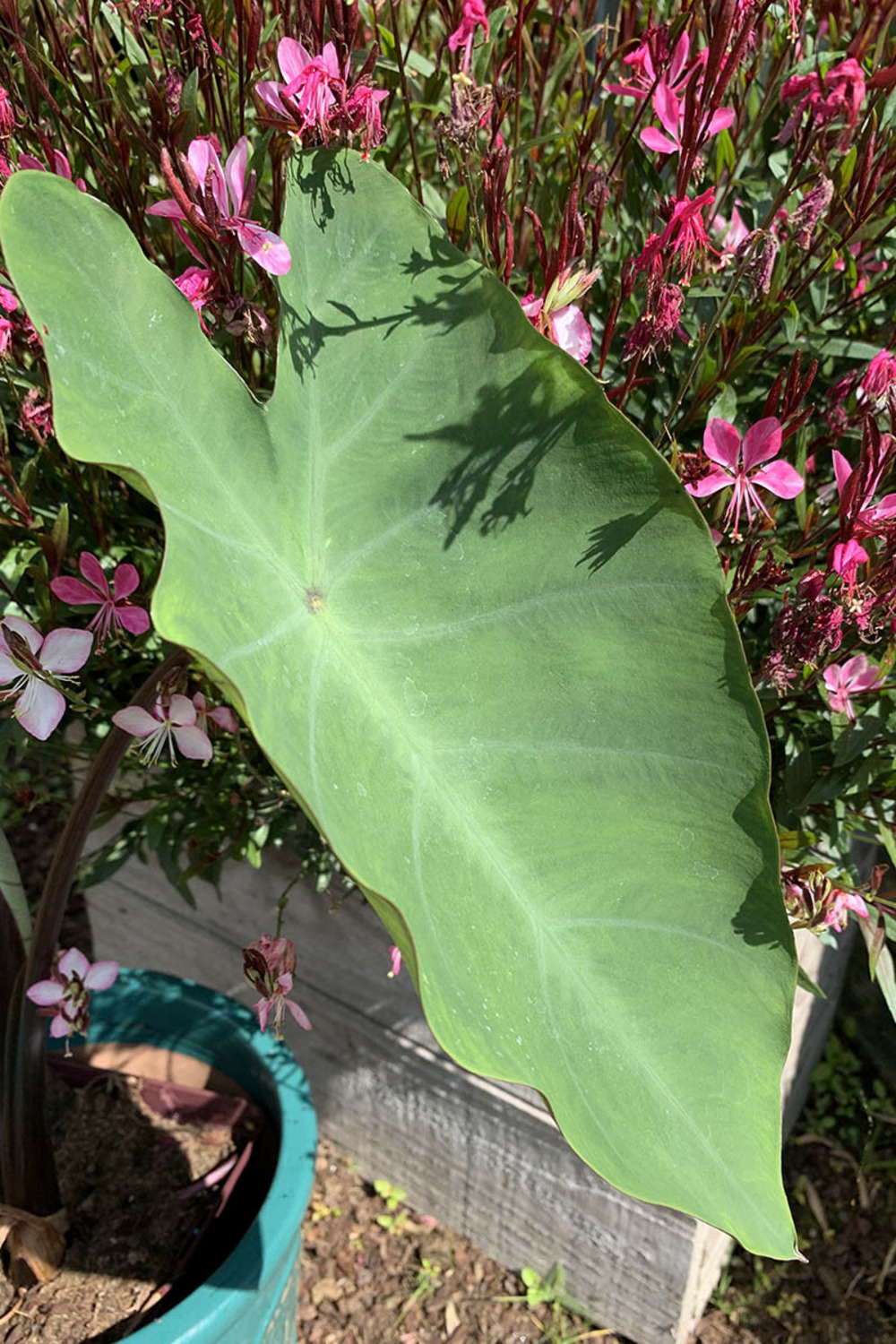 Taro 'metallica' - 3l