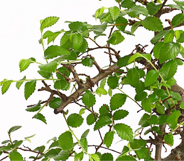Bonsai Chinesische Ulme - Ulmus parviflora,