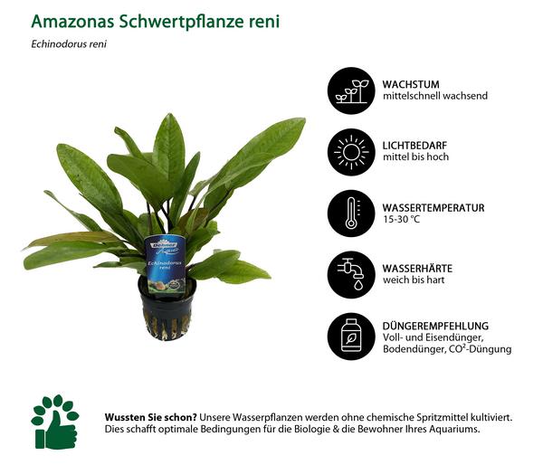Dehner Aqua Aquarienpflanzen-Set für 80