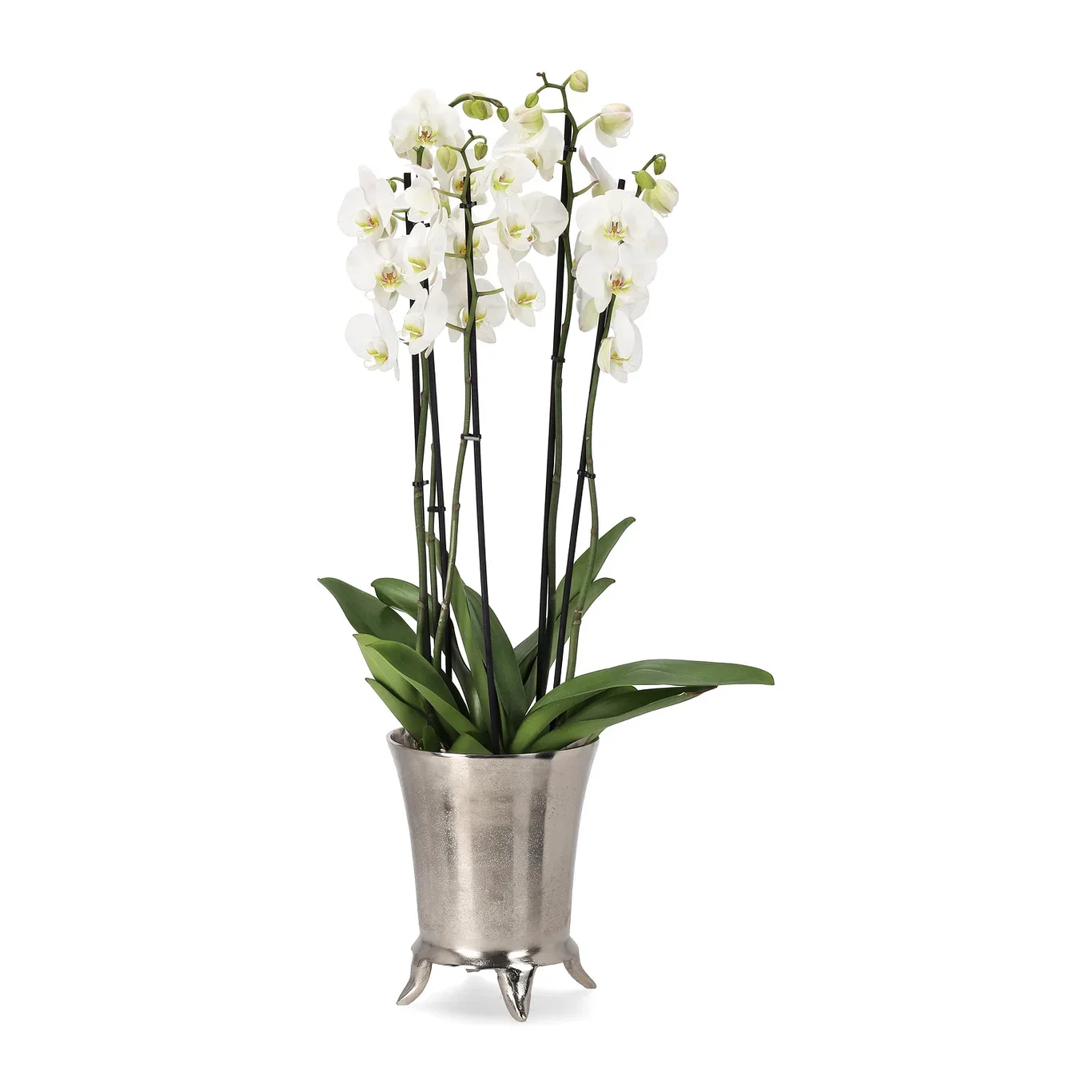 Phalaenopsis hybrid Orkidé 'Duetto' Høyde 70 cm