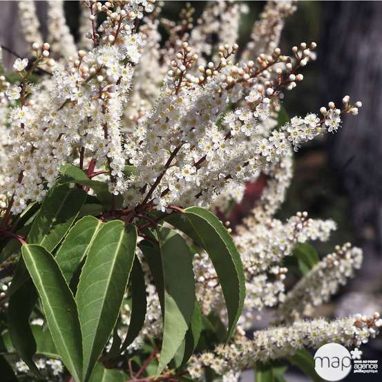 Prunus lusitanica : ctr 5 litres