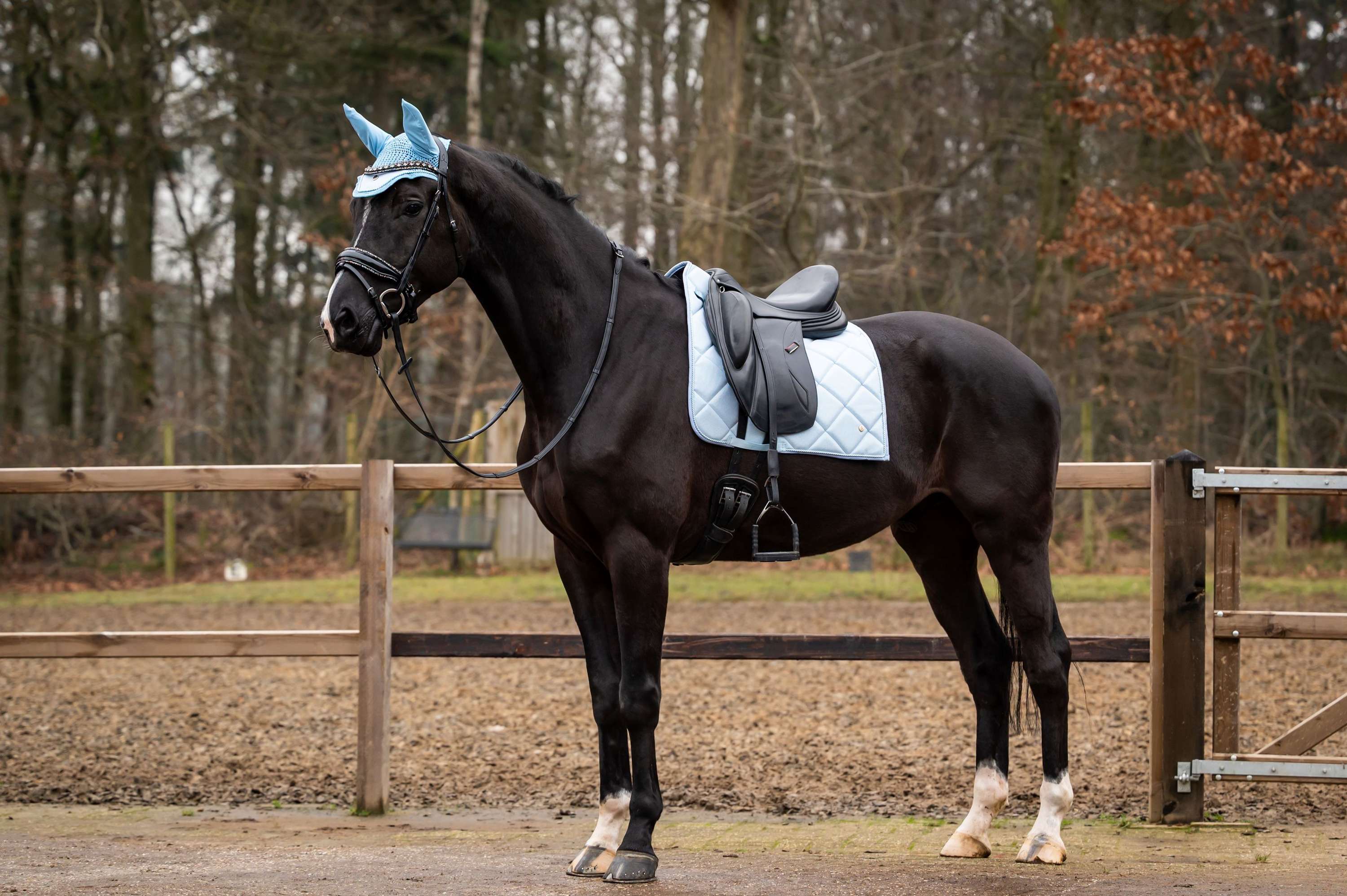 HB Showtime Zadeldekje Spring Dressuur Lichtblauw