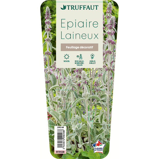 Epiaire laineux : godet vert