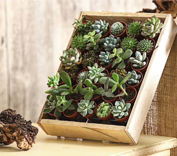 Mini Sukkulenten-Set, verschiedene Sorten in