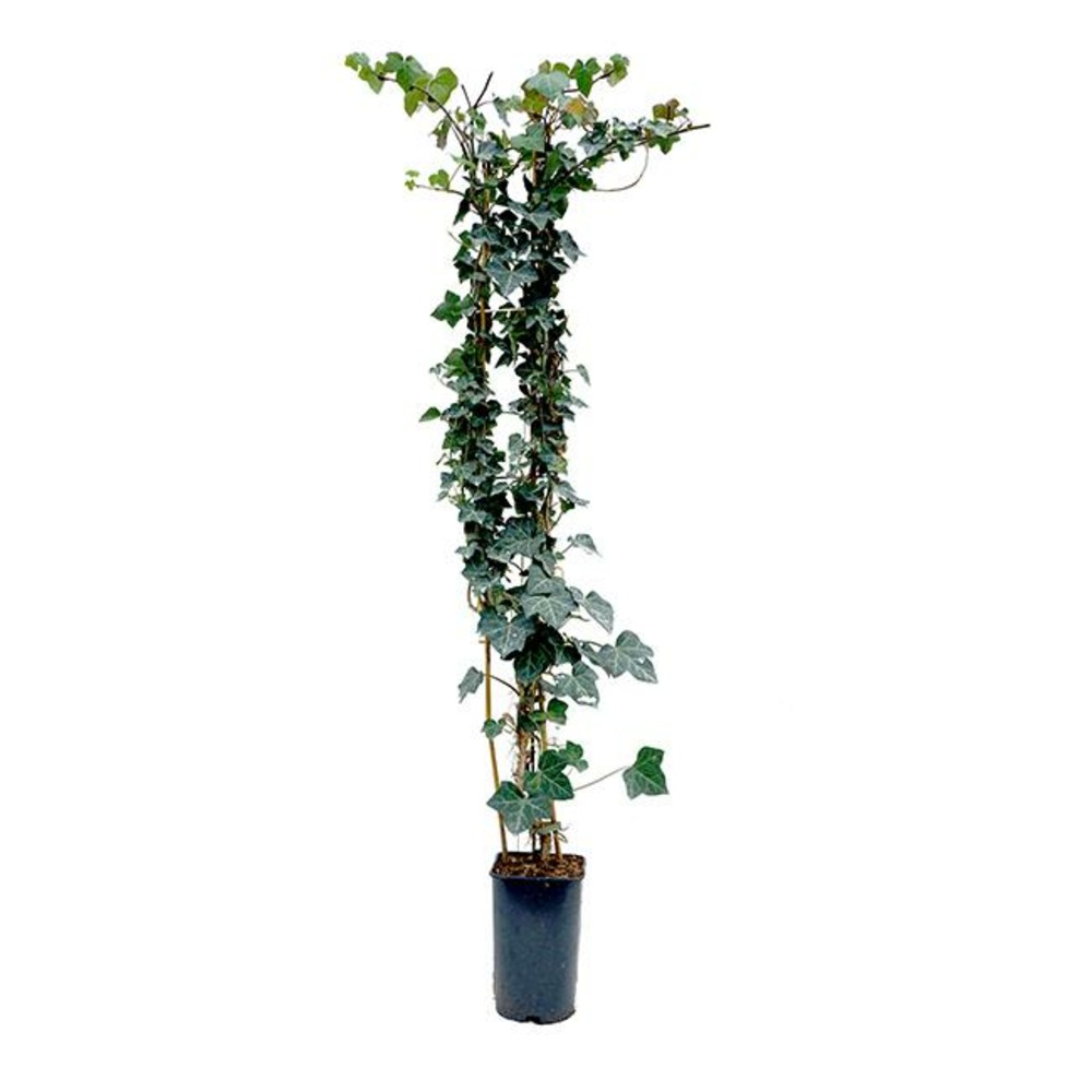 Lierre d'irlande - hedera helix 3l