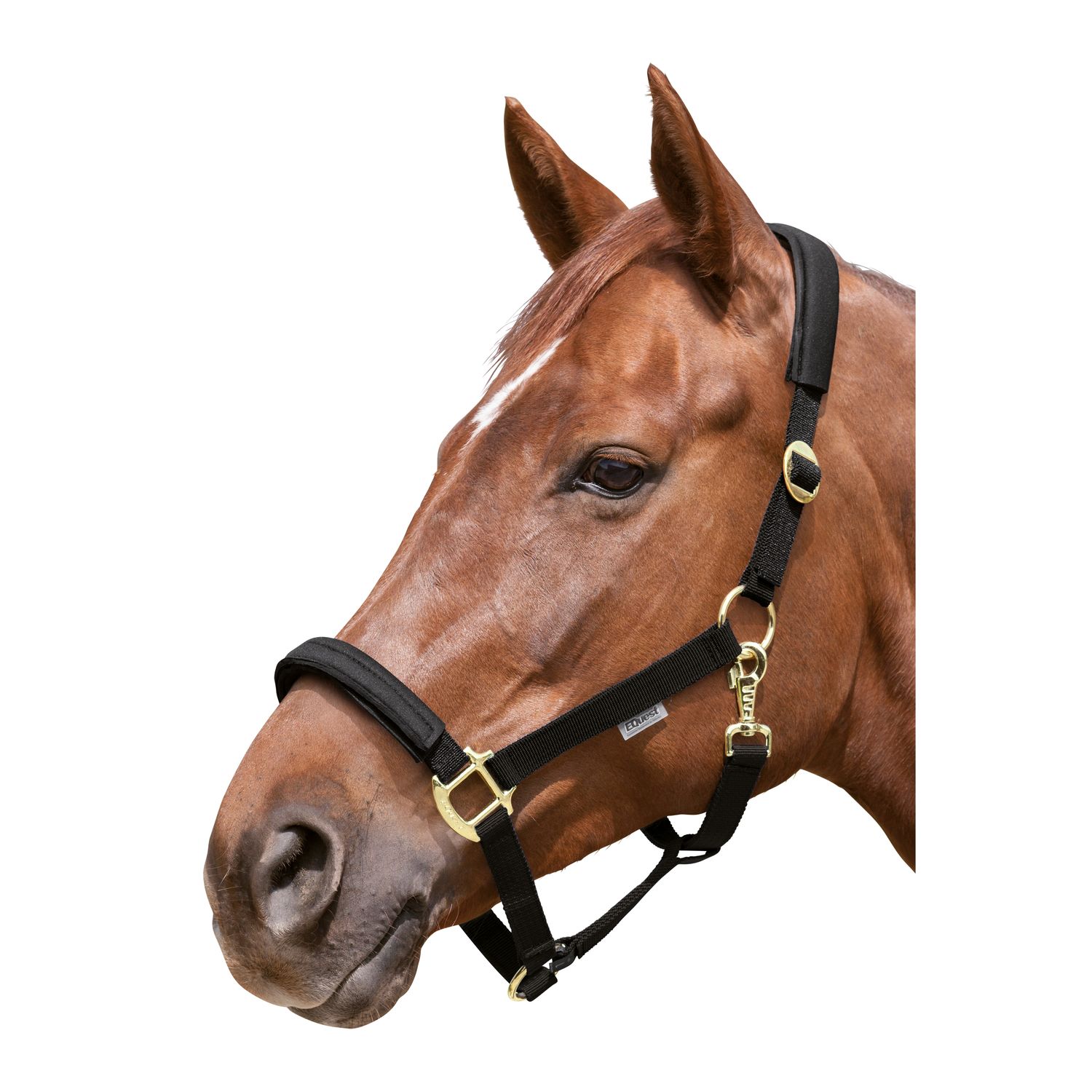 EQUEST Halfter Equi-Stretch  - schwarz