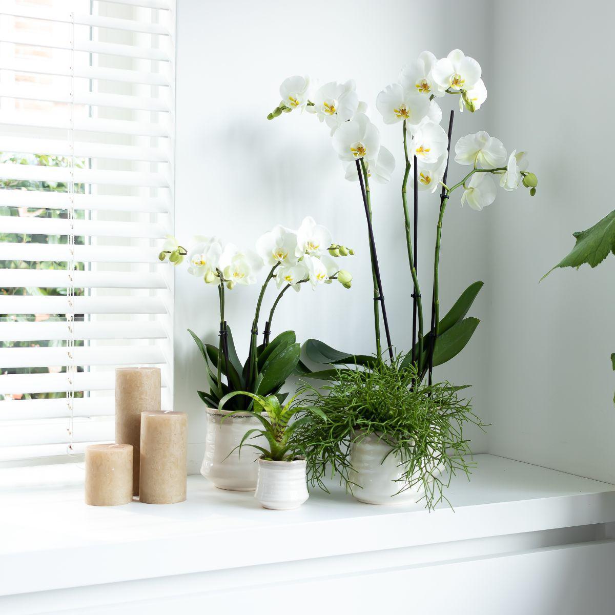 Orchidée phalaenopsis blanche - jewel ghent - taille du pot 12cm - frais du producteur