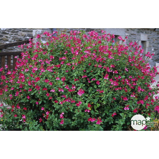 Salvia Grahamii : C3L Marque Truffaut