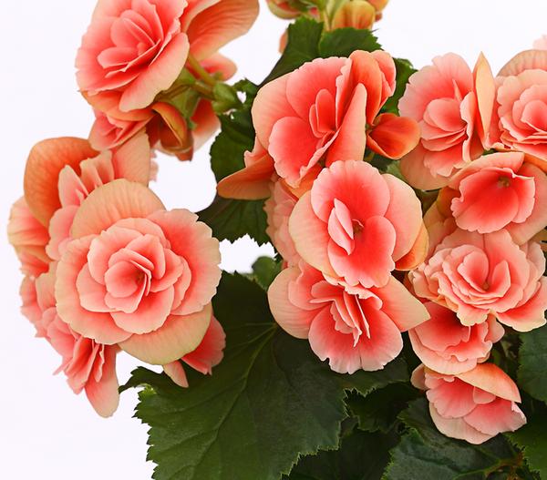 Elatior-Begonie - Begonia elatior 'Borias®'