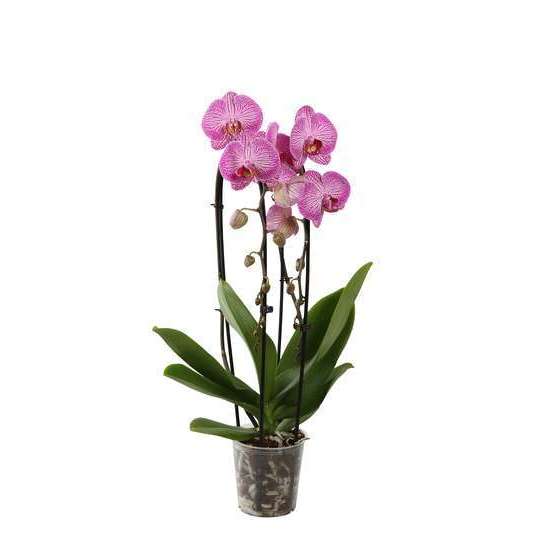Orchidée Phalaenopsis en cascade 2 tiges - pot D.12 cm