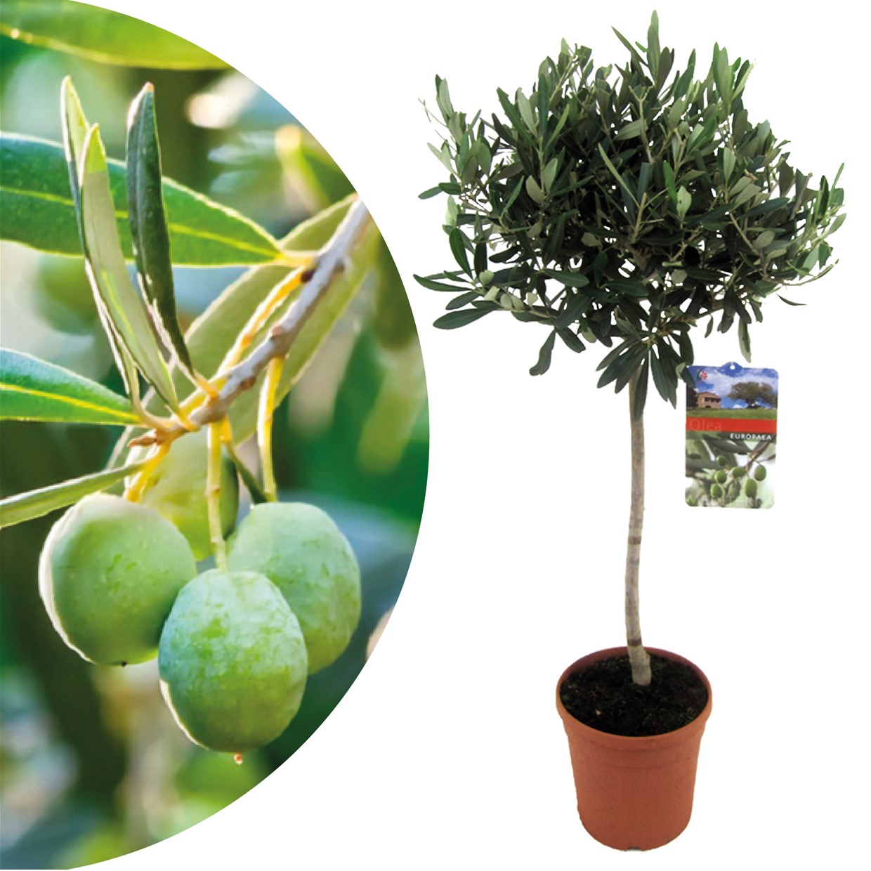 Olea europaea - olivier rustique sur tige - pot 21cm - hauteur 90-100cm