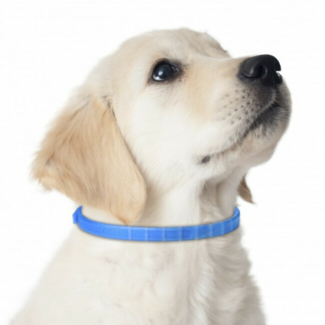 Collier anti-stress pour chiot Adaptil Junior
