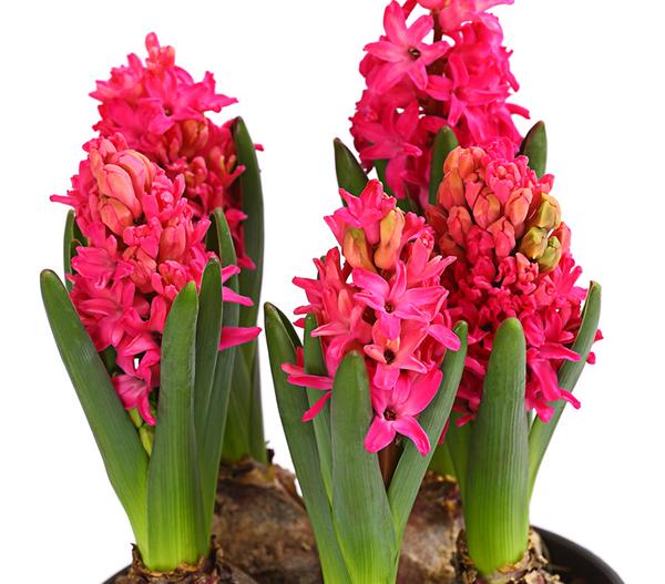 Hyazinthe 'Jan Bos'