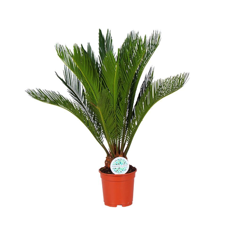 Plante d'intérieur - cycas revoluta 70.0cm