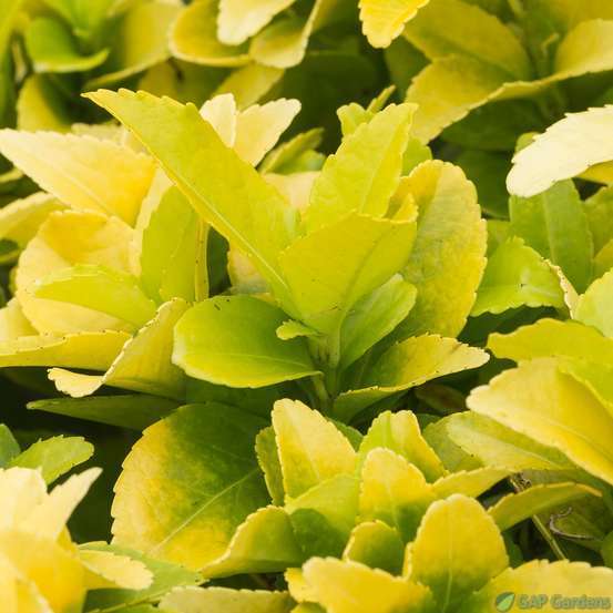 Euonymus 'El-Dorado®' pot 3L