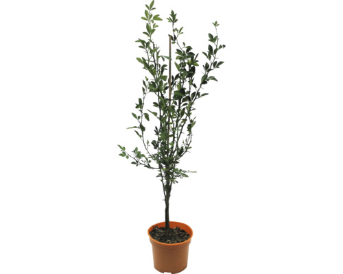 Biologische bittere sinaasappelfloraZelf biologische Poncirus trifoliata Co 3 L struik