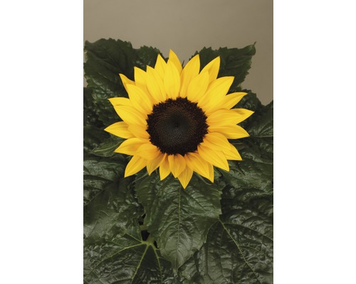 Zonnebloem Helianthus annuus Ø 13 cm pot