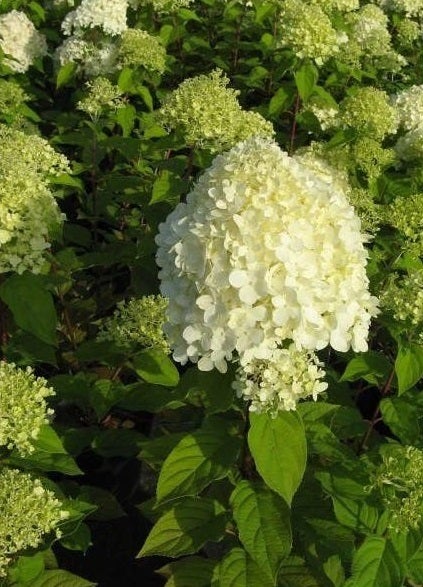 Pluimhortensia (Hydrangea paniculata 'Limelight'®) D 19 H 40 cm