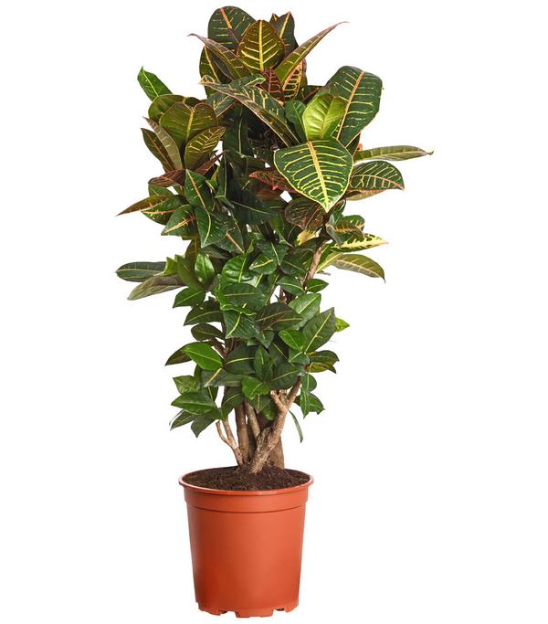 Wunderstrauch - Codiaeum variegatum 'Petra'
