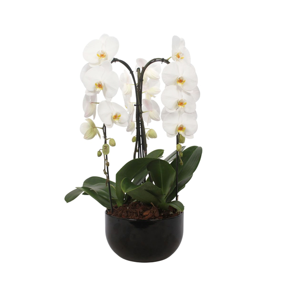 Orchidée Phalaenopsis 'Crown' en cascade 3 tiges - pot D.27 cm