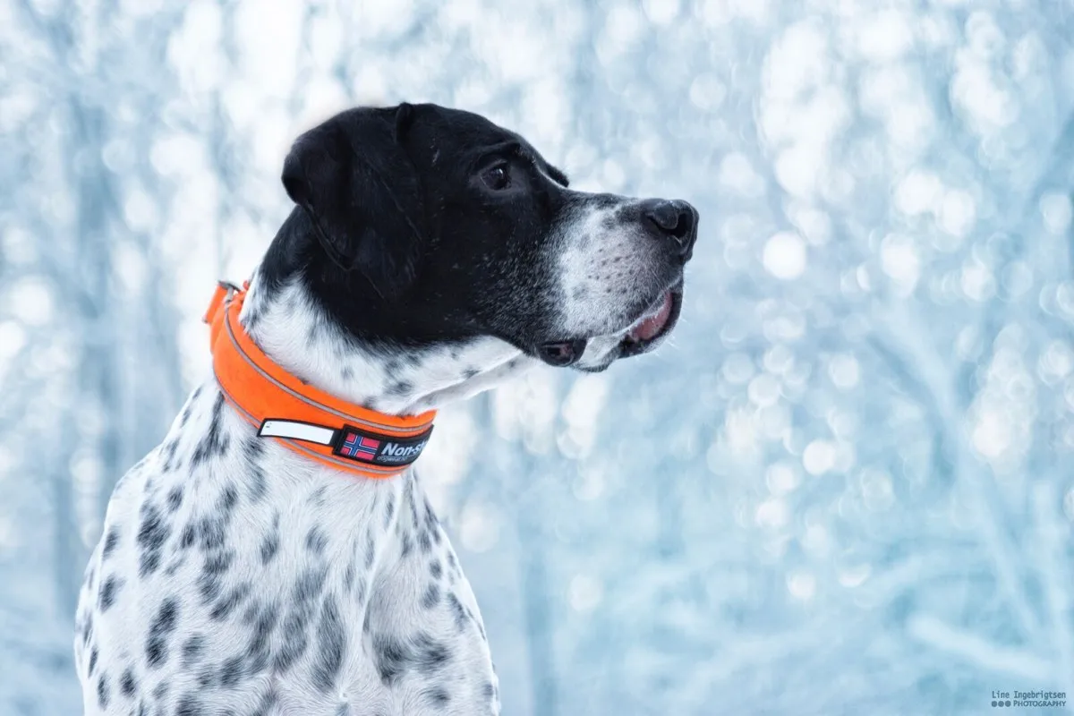 Non-stop Dogwear Safe Collar, Cm Orange