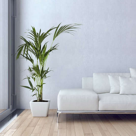 Kentia : H.100/120 cm D24cm
