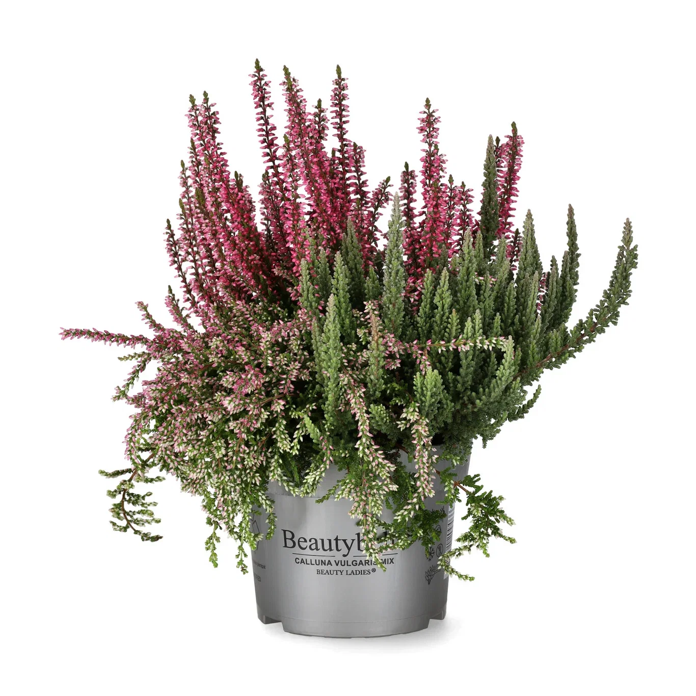 Calluna vulgaris 'Beauty Bella' Røsslyng 'Beauty Bella' Ø13 cm