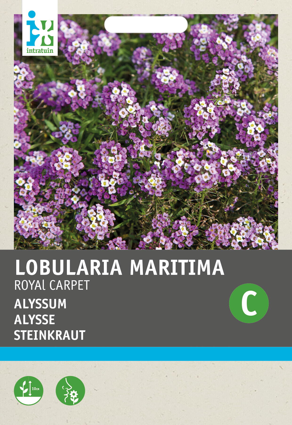 Intratuin bloemenzaad Alyssum paars (Alyssum maritimum 'Royal carpet')