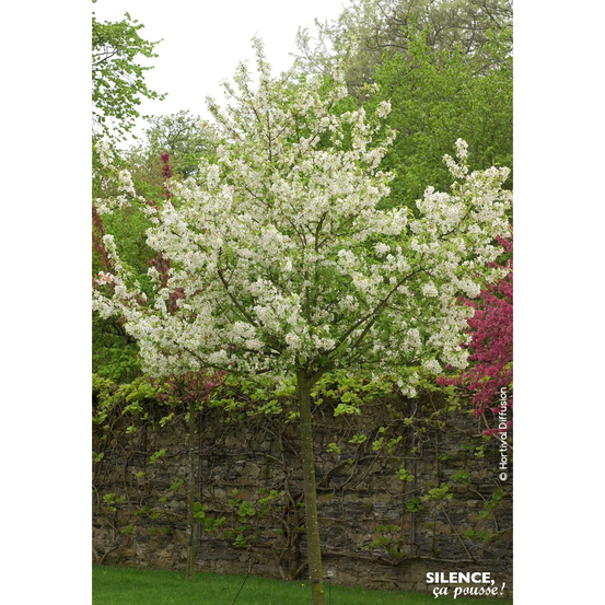 Pommier d'ornement 'Evereste' Pot 10L- Quenouille