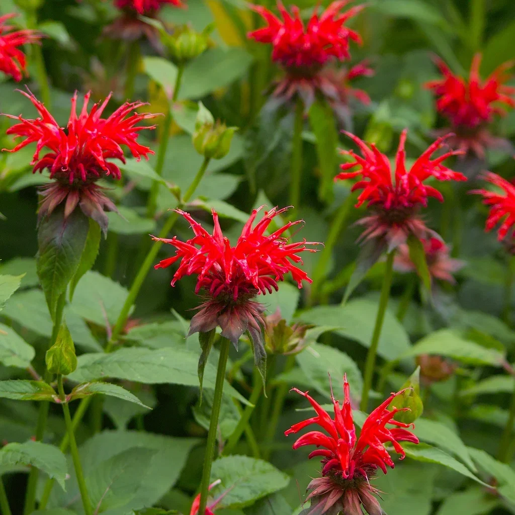 Monarda 'Cambridge Scarlet' Hestemynte 'Cambridge Scarlet' Ø11 cm