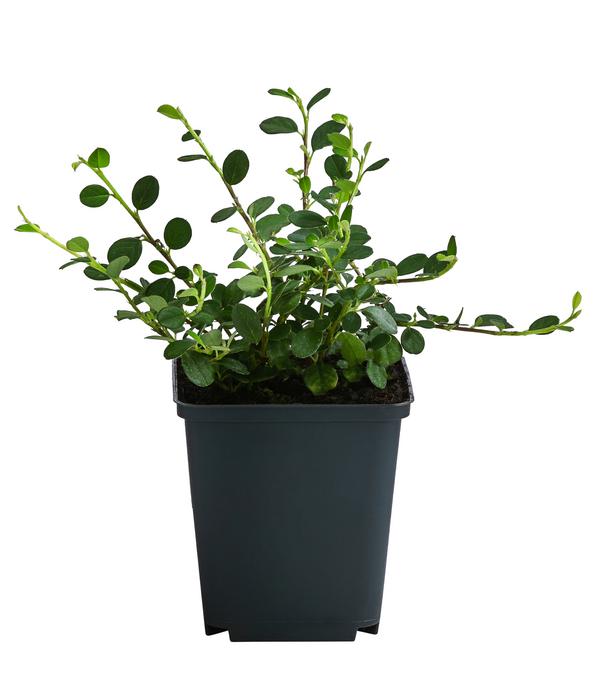 Zwergmispel 'Frieders Evergreen'